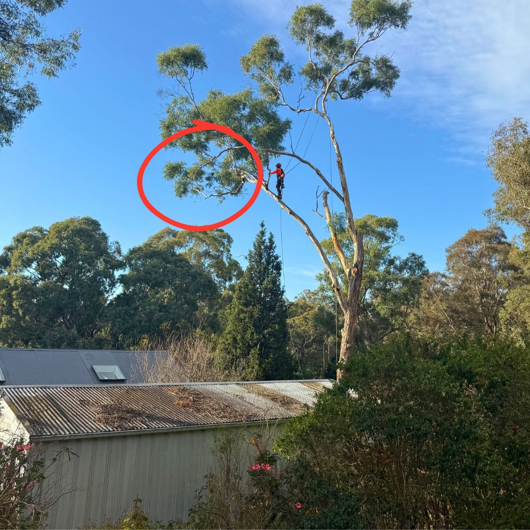 Why timely tree care matters in Roleystone WA